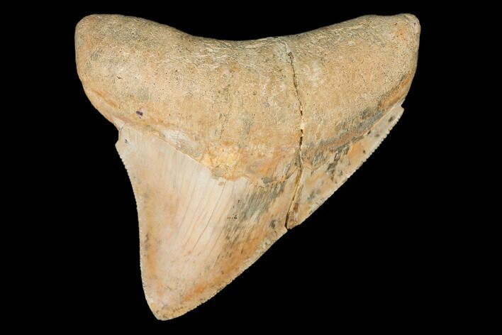 Serrated, Megalodon Tooth (Restored Root) - Indonesia #145252